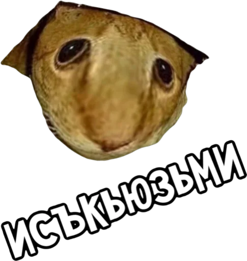 СМС животное