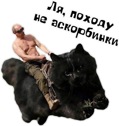 млекопитающее СМС плакат