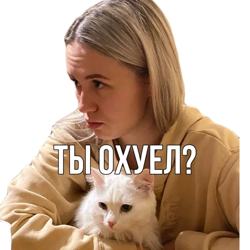 person domestic cat small to medium-sized cats