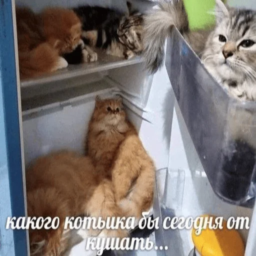 Стикер trlltrll - 1