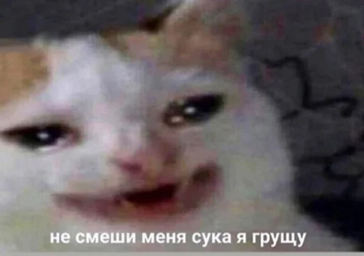 млекопитающее животное кошка