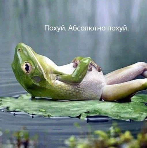 животное лягушка амфибия