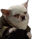 Sticker Цобакк - 10