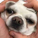 Sticker Цобакк - 1