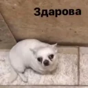 Sticker Цобакк - 2