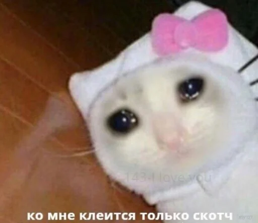 животное млекопитающее комнатный