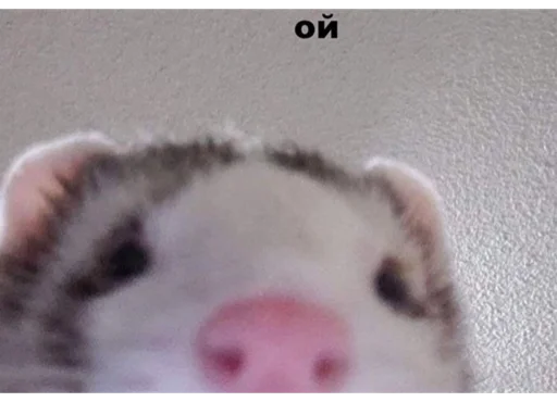 млекопитающее животное мышь