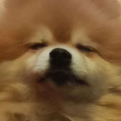 Sticker tuchaTheSpitz - 1