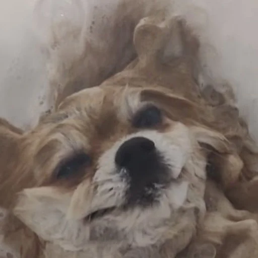 Sticker tuchaTheSpitz - 1