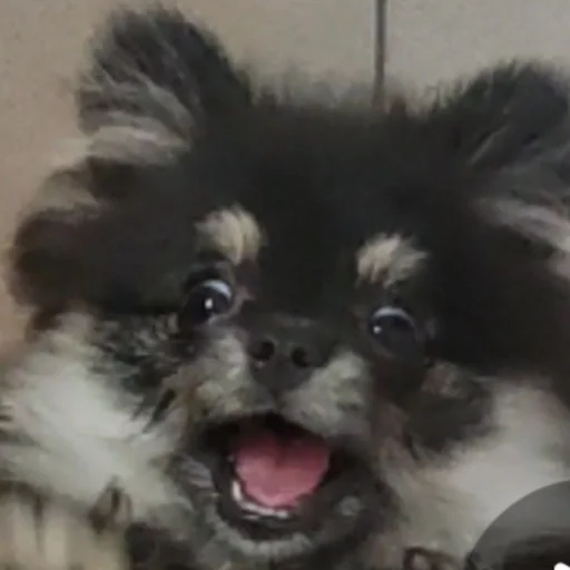 Sticker tuchaTheSpitz - 1