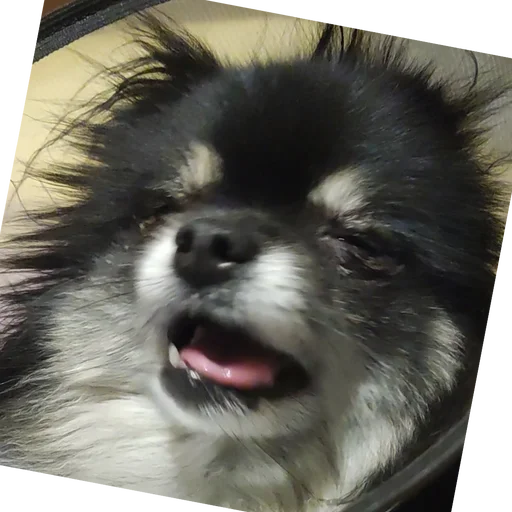 Sticker tuchaTheSpitz - 1