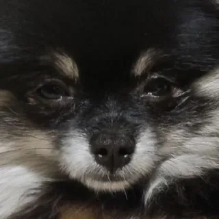 Sticker Туча шпиц - 9