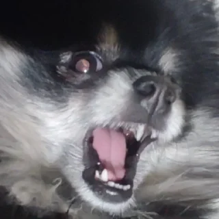 Sticker Туча шпиц - 7