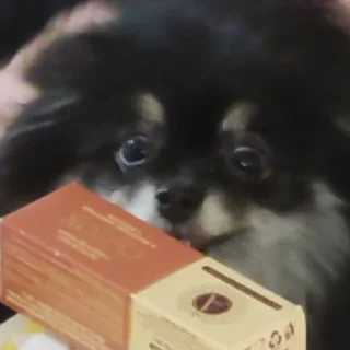 Sticker Туча шпиц - 2