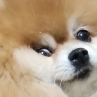 Sticker Туча шпиц - 8