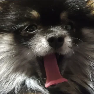 Sticker Туча шпиц - 6