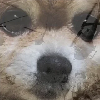 Sticker Туча шпиц - 10