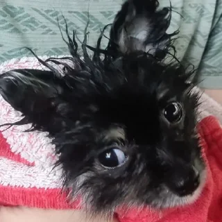 Sticker Туча шпиц - 5