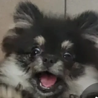 Sticker Туча шпиц - 3