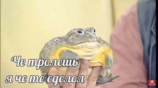 животное СМС лягушка