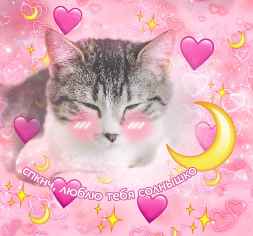 small to medium-sized cats felidae pink