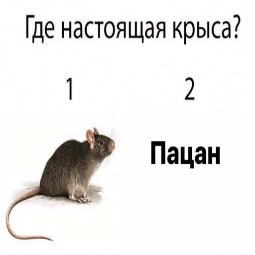 Стикер тупые пацаны - 7