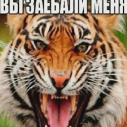 Sticker turboslim - 1