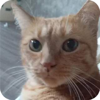 Sticker тулканчик - 2