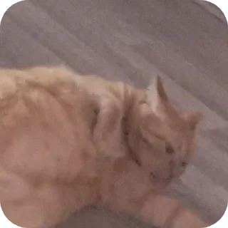 Sticker тулканчик - 1