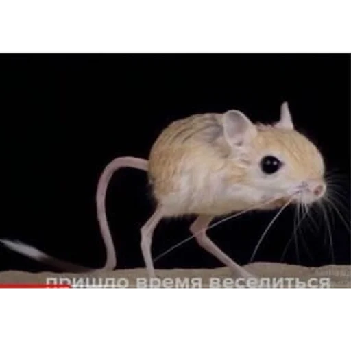 Sticker tushkancho - 1