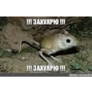 Стикер отряд прыгунчики @szdxfcgvhbjnkmlebzz - 4