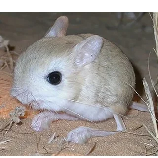 Стикер отряд прыгунчики @szdxfcgvhbjnkmlebzz - 8