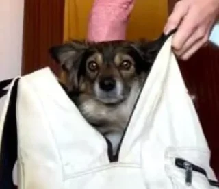 Стикер PoterpevshieCHAT - 2