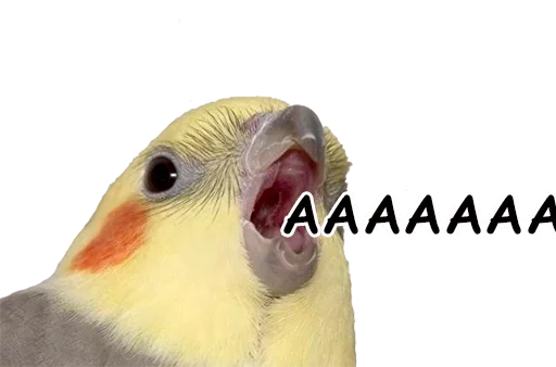 животное птица попугай