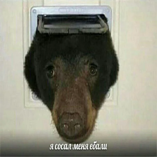 млекопитающее животное СМС