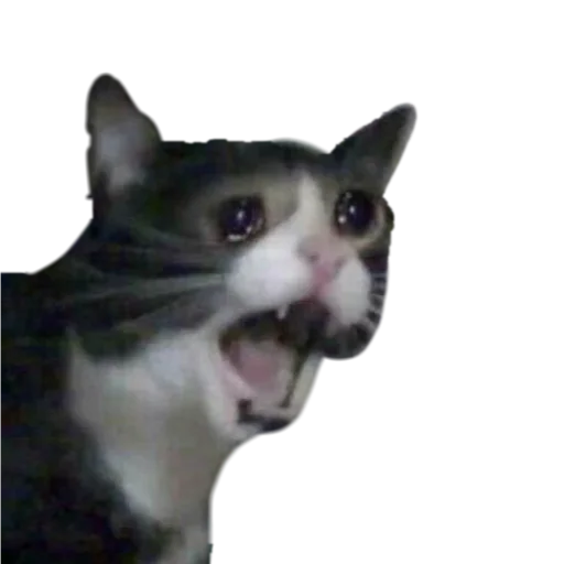 млекопитающее животное домашняя кошка