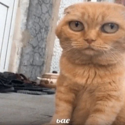 Sticker TypicalAlcogram - 3