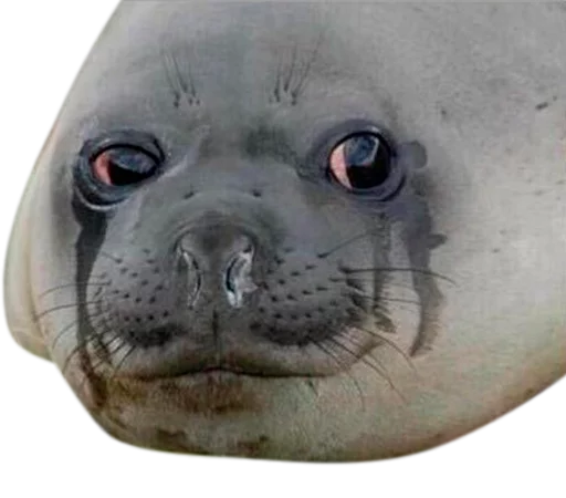 animal mammal aquatic mammal