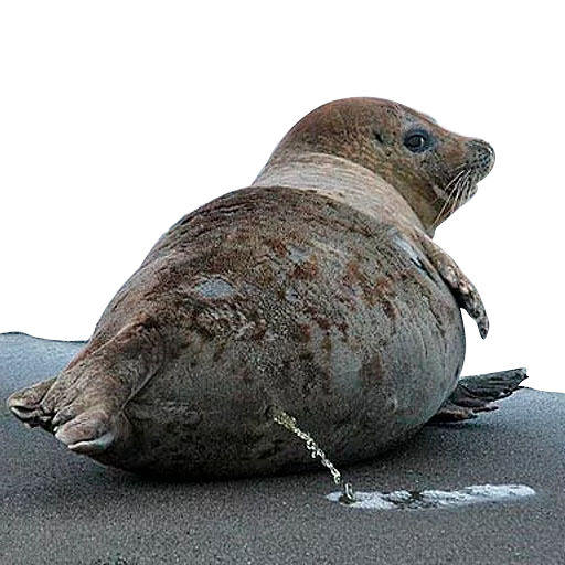 animal mammal aquatic mammal