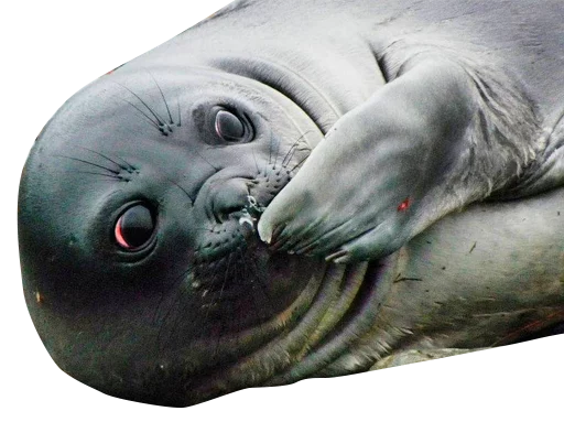 животное млекопитающее водные млекопитающие