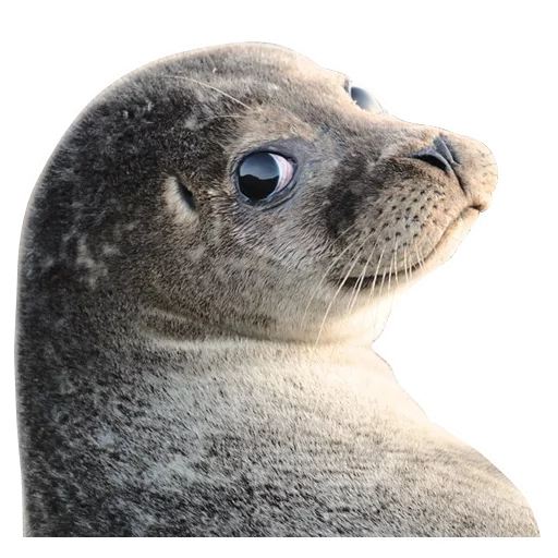 животное млекопитающее морские млекопитающие