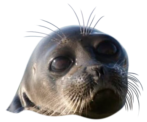 животное млекопитающее морские млекопитающие