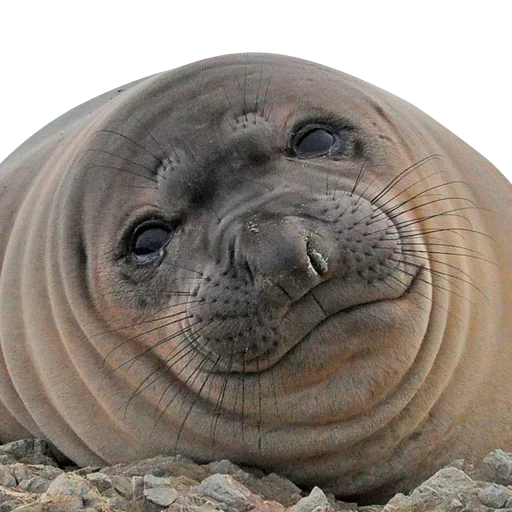 животное млекопитающее водные млекопитающие