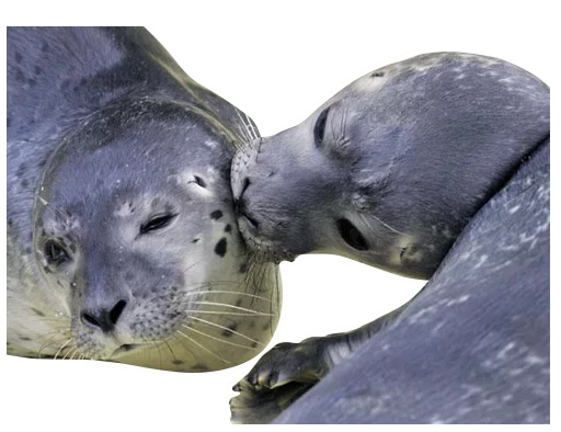 животное млекопитающее морские млекопитающие