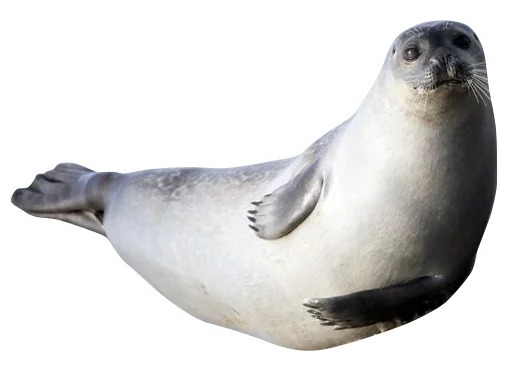 животное морские млекопитающие млекопитающее