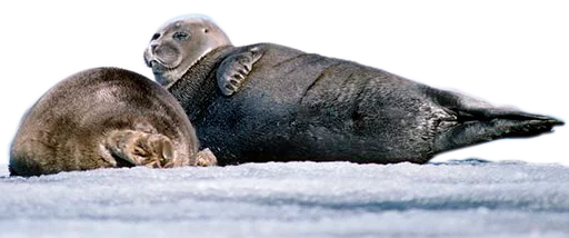 животное млекопитающее морские млекопитающие