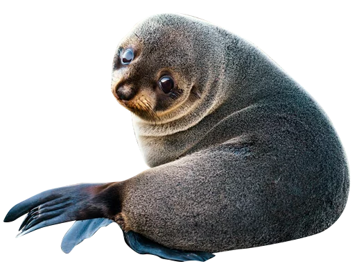 животное млекопитающее морские млекопитающие