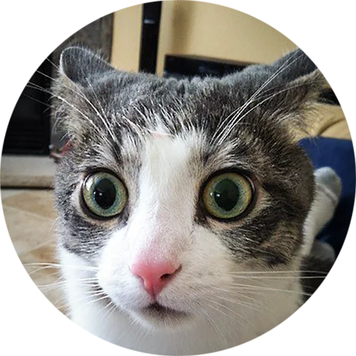 кошки малого и среднего размера кошка усы