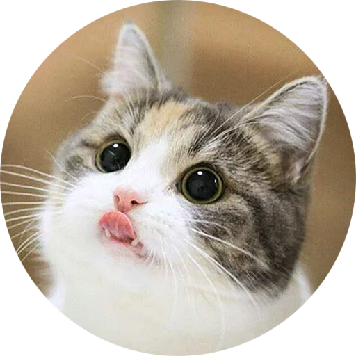 животное млекопитающее кошка