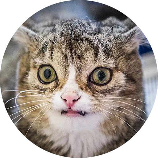 животное млекопитающее кошка